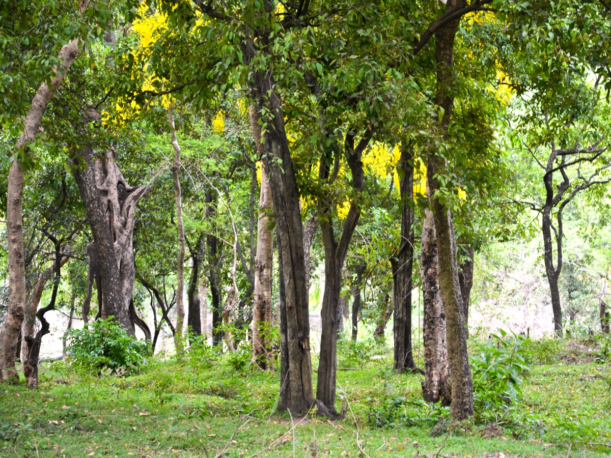 stromy santalové dřevo